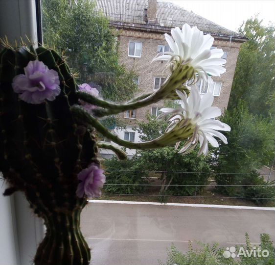 Комнатные цветы