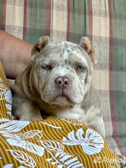 Американский булли девочки