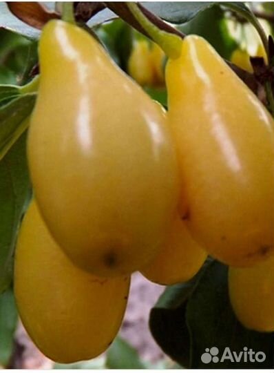 Саженцы Зизифус Унаби,Саженцы привитого Кизила