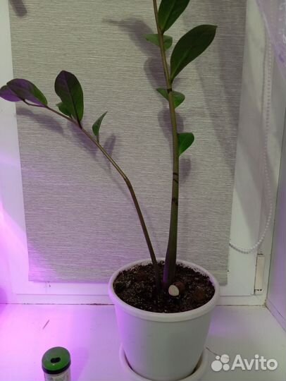 Комнатный цветок замиокулькас