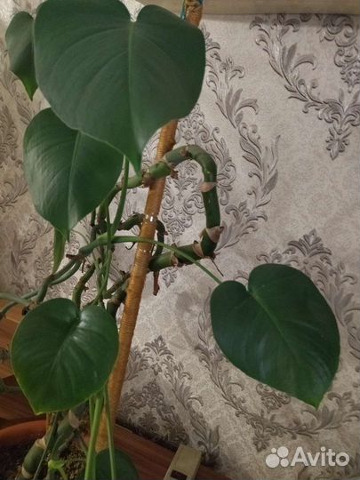 Большой комнатный цветок