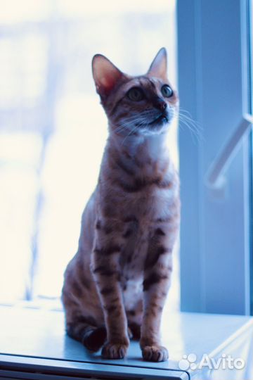 Бенгальская кошка