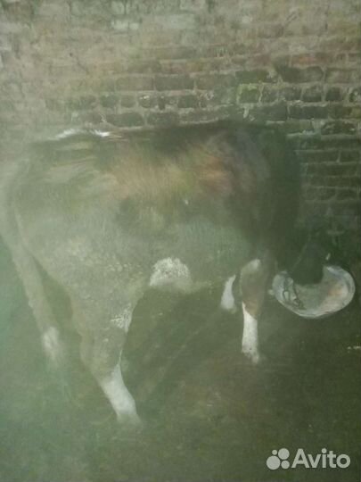 Быки и телки на мясо