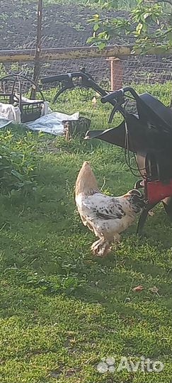 Домашние цыплята, молодой петух брама