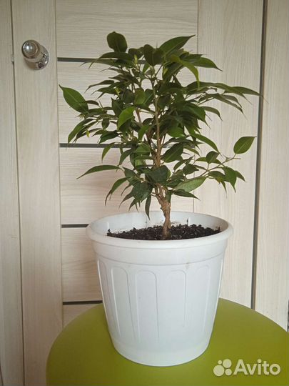 Фикус бенджамина