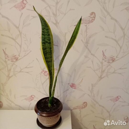 Сансеверия лауренти