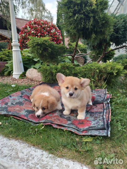 Вельш-корги пемброк