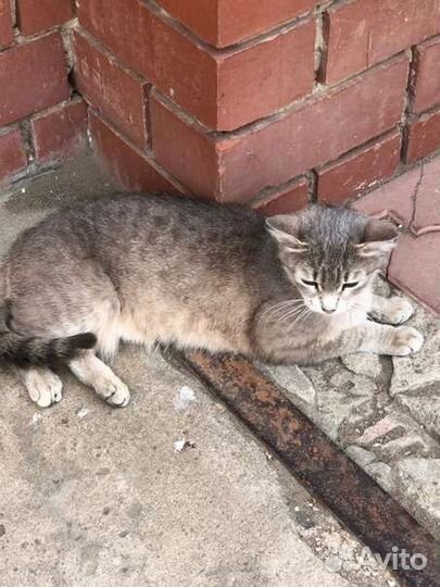 Кошечке нужен дом