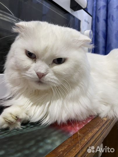 Шотландская вислоухая кошка бесплатно