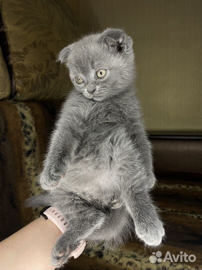 Британские котята