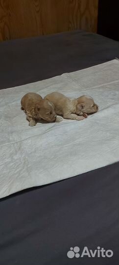 Щенки мальтипу f1 мини