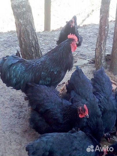 Куры породы Джерсийский гигант