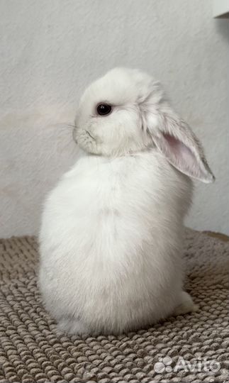 Карликовый баран, декоративный кролик