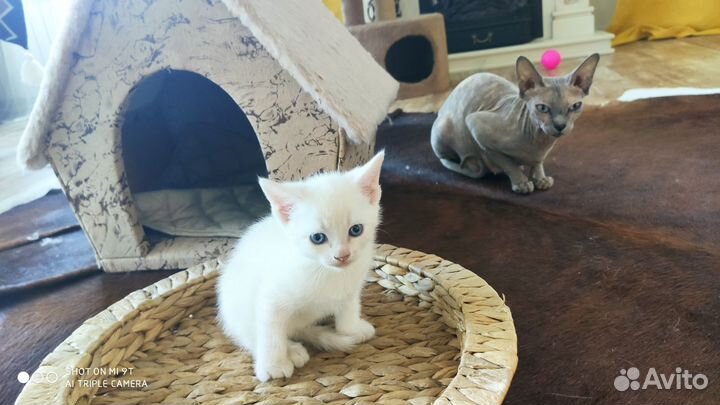 Котята