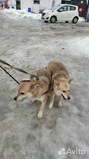 Собаки бесплатно в добрые руки