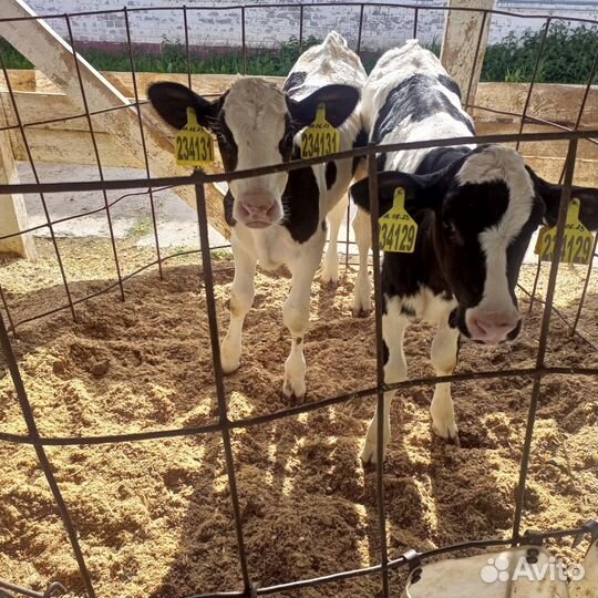 Бычки и телочки