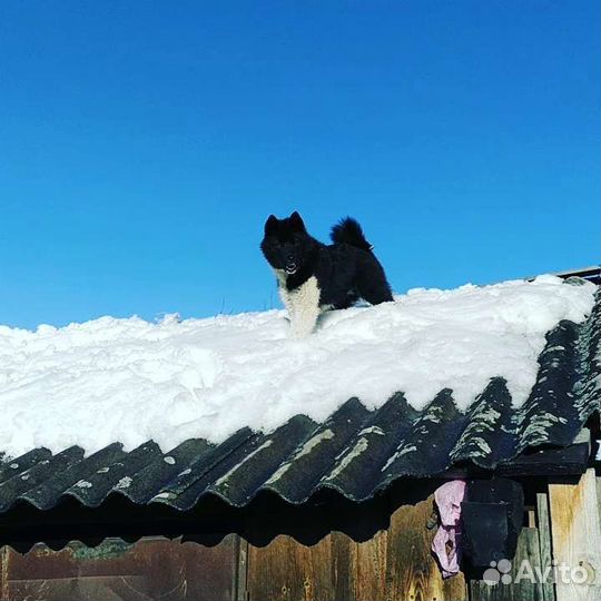 Лайки-хаски лайки-лайки щенки