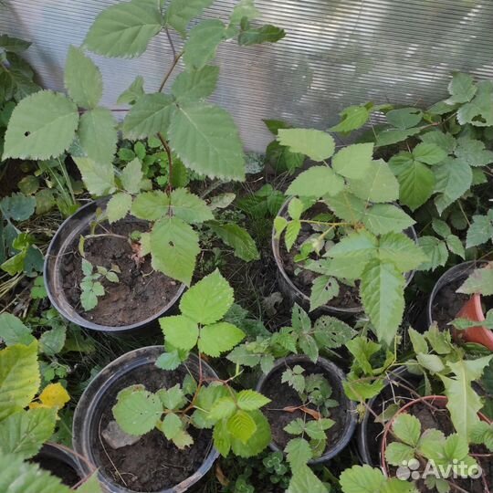 Саженцы ежевики. Лох тей. Натчез. Карака блек