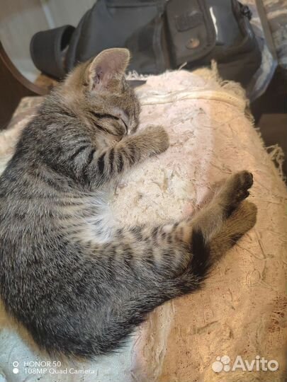 Котенок