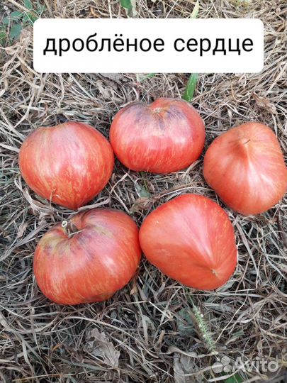 Семена полосатых томатов коллекционных