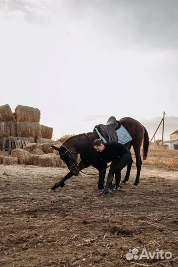 Кобыла для души