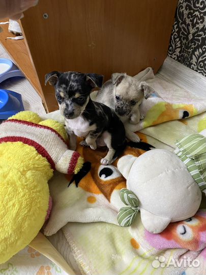 Продам щенков той-терьера