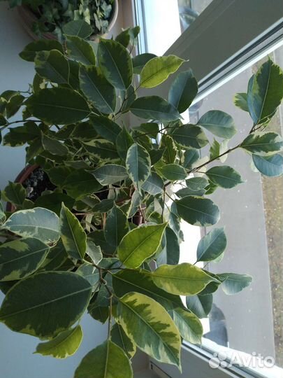 Фикус бенджамина