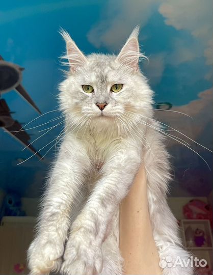 Котята мейн-кун серебро