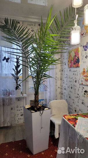 Финиковая пальма,продам