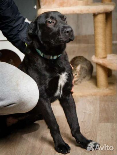 Девочка 9мес