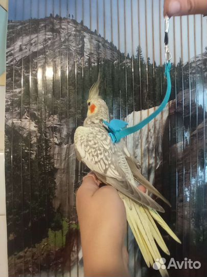 Супер ручные птенцы Корелла, говорящий, волнистый