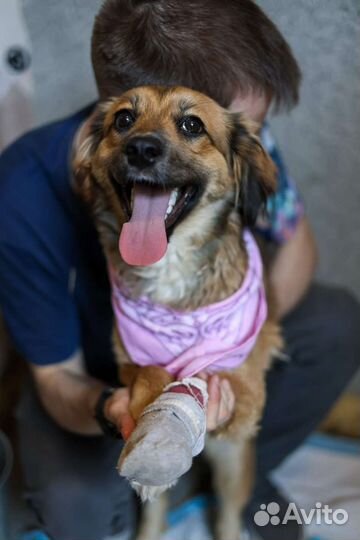 Девочка - щенок Адель