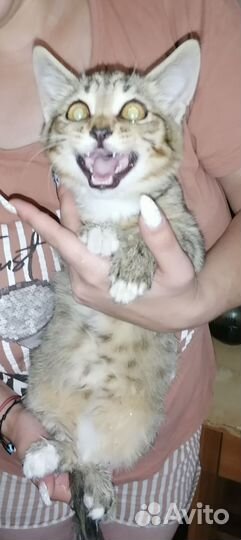 Бенгальская кошка