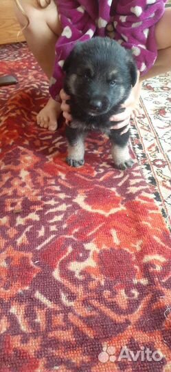 Овчарка помесь