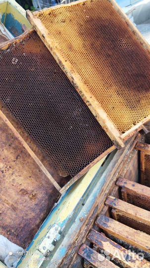 Суш, рамки с сотами