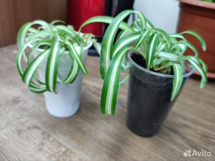 Хлорофитум кудрявый