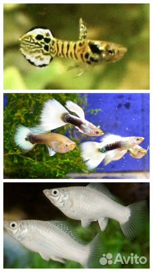 Гуппи, меченосцы кои, Хелены, живой корм, сомы