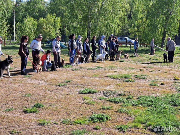 Услуги кинолога, зоопсихолога, дрессировка собак