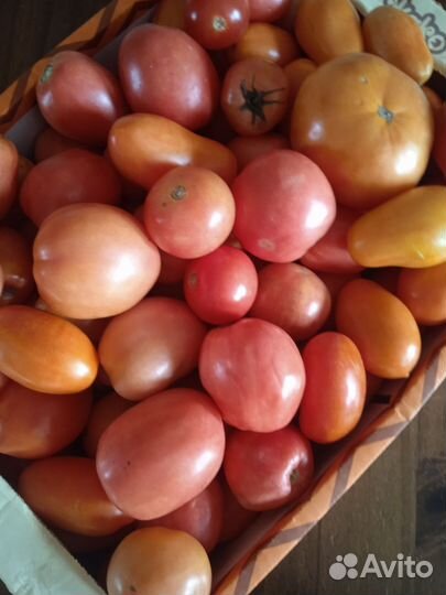 Помидоры домашние ассорти с огорода