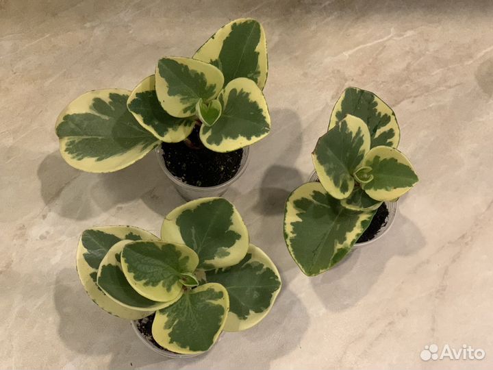 Пеперомия туполистная (обтузифолия) вариегатная