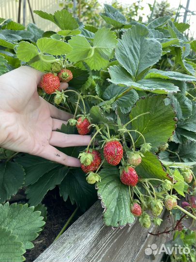 Саженцы клубники