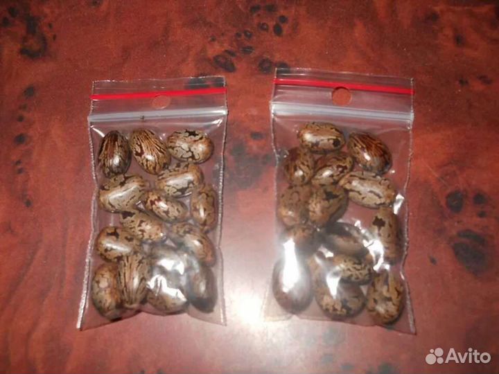 Семена клещевины