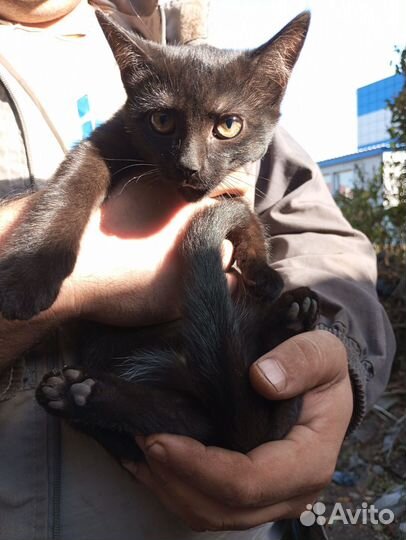 Отдам котят подростков