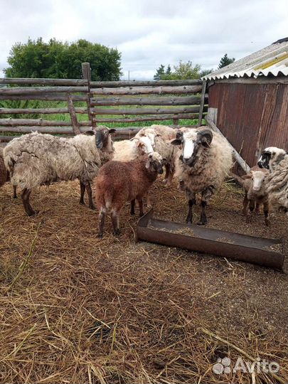 Овце матки и ягнята