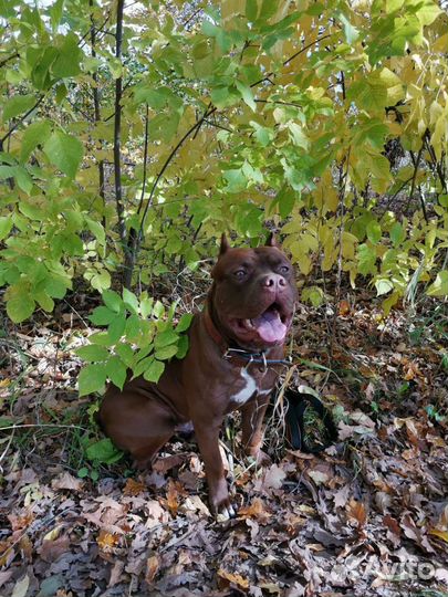 Питбуль вязка