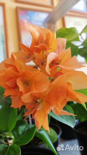 Сортовые бугенвиллии