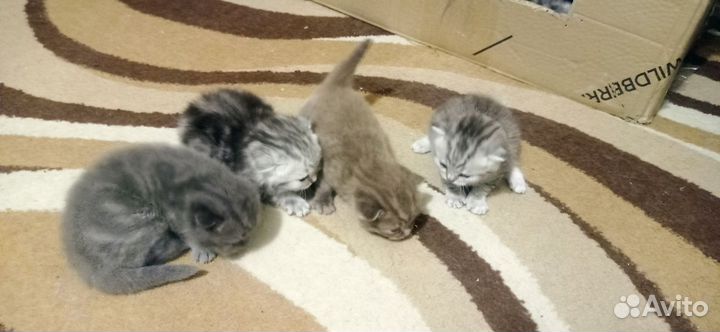 Шатланские вислоухие котята