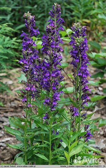 Лобелия меоголетняя для сырых почв