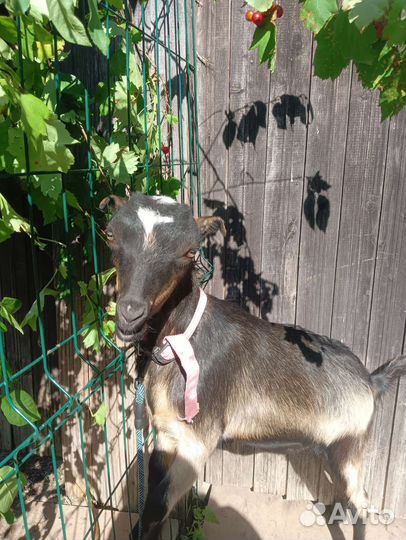 Козочка молочная