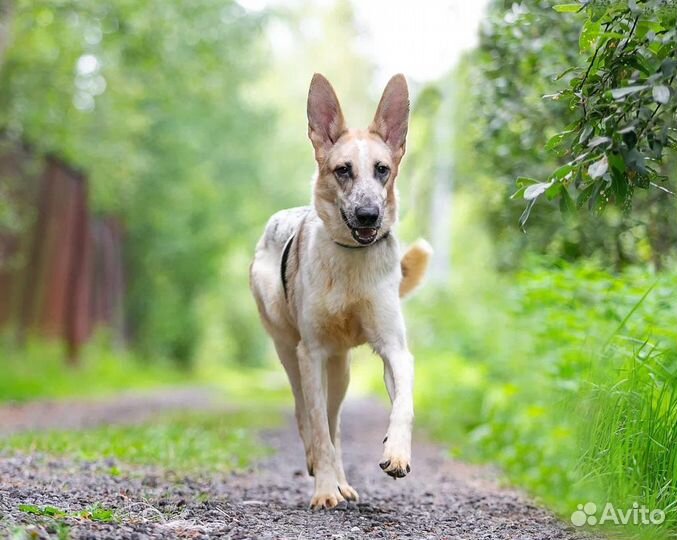 Щенок в добрые руки